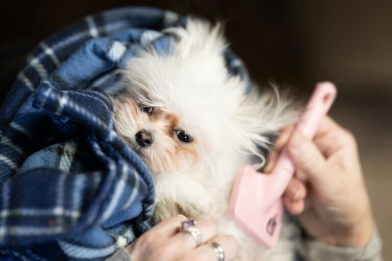 Deshedding glove for dogs.